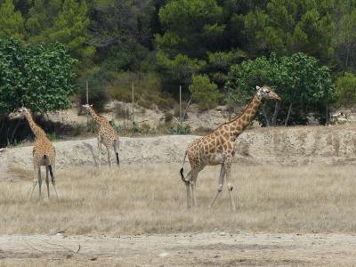 Girafe de Kordofan - 2019