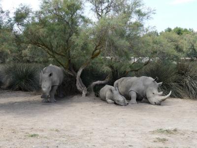 Rhinocéros blanc - 2019