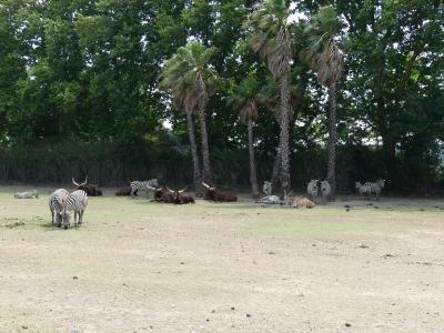 Zèbre de Grant - Boeuf Watussi - 2019