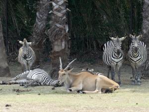 Zèbre de Grant - Eland du Cap