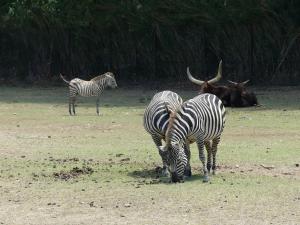 Zèbre de Grant - Boeuf Watussi