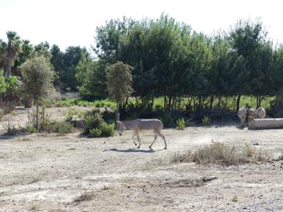 Ane de Somalie - 2019