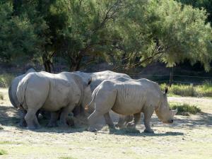 Rhinocéros blanc