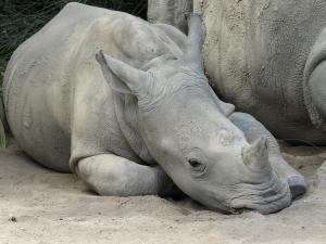 Rhinocéros blanc