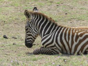 Zèbre de Grant