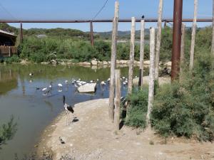 Grande volière africaine