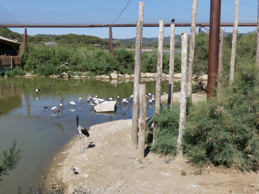Grande volière africaine