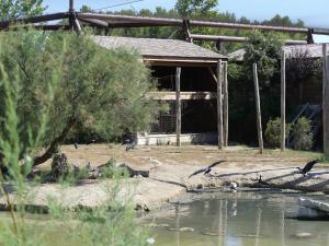 Grande volière africaine