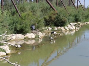 Grande volière africaine