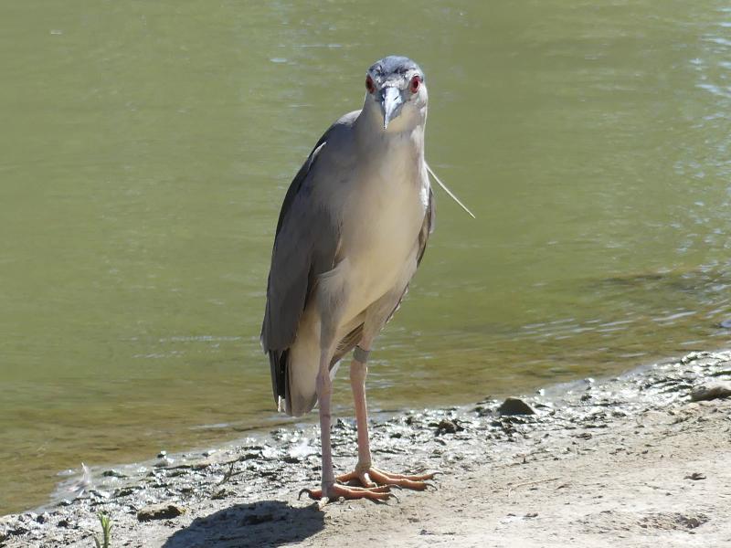 Bihoreau gris - 2019