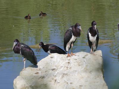 Cigogne d'Abdim - 2019