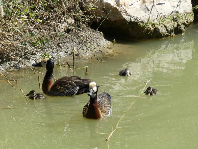 Dendrocygne veuf - 2019