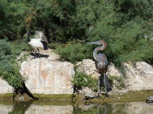 Héron Goliath - Ibis sacré