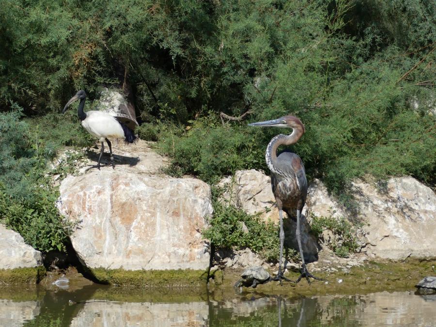 Héron Goliath - Ibis sacré