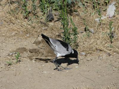 Vanneau armé - 2019