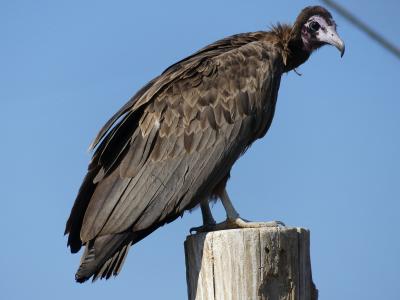 Vautour charognard - 2019