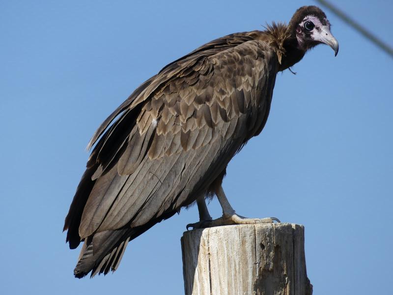 Vautour charognard - 2019