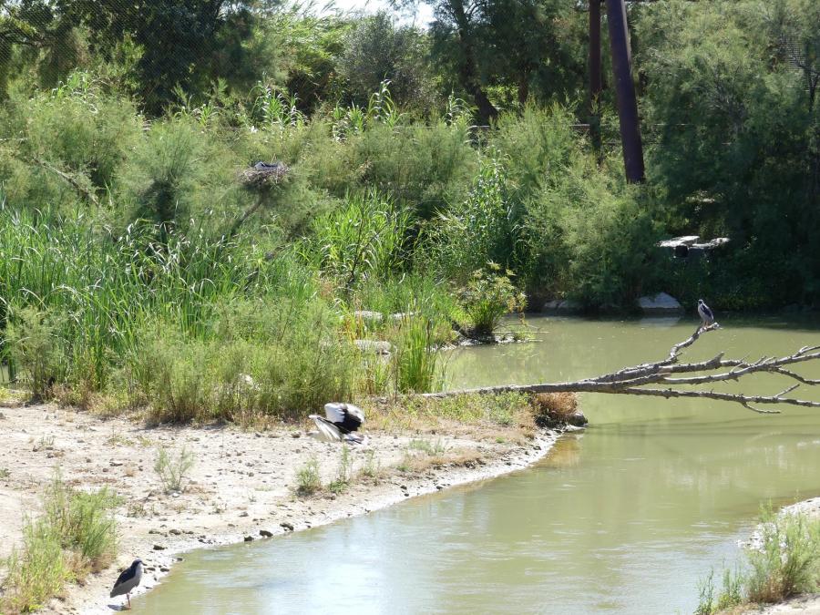 Grande volière africaine