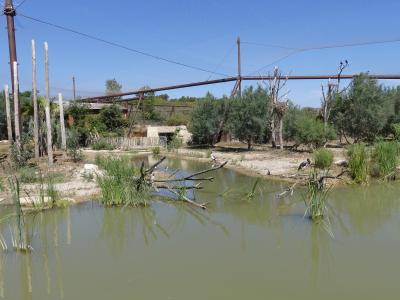 Grande volière africaine - 2019