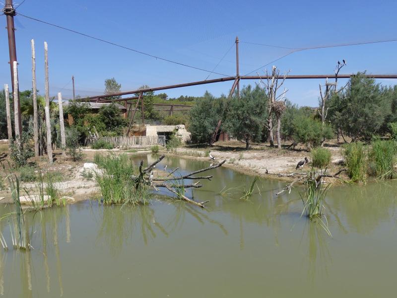 Grande volière africaine - 2019