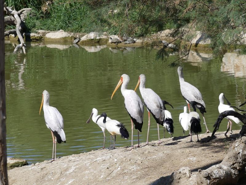 Tantale ibis - Ibis sacré - 2019