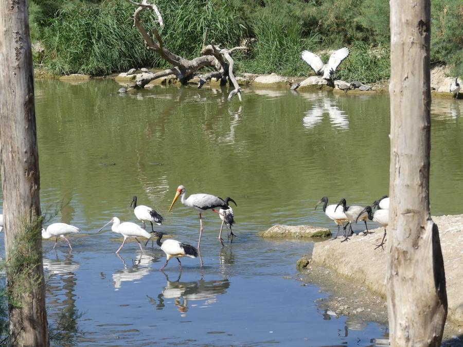 Spatule d'Afrique - Ibis scré - Tantale ibis