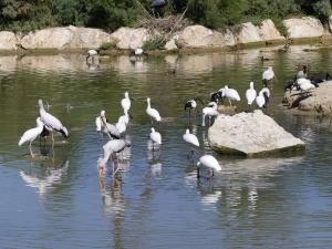Spatule d'Afrique - Ibis scré - Tantale ibis