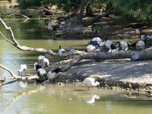 Spatule d'Afrique - Ibis scré