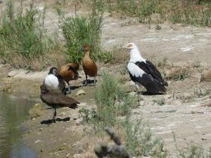 Vautour palmiste - Dendrocygne fauve