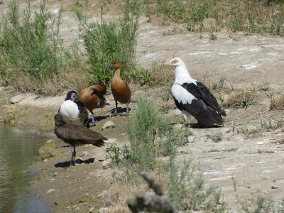 Vautour palmiste - Dendrocygne fauve - 2019