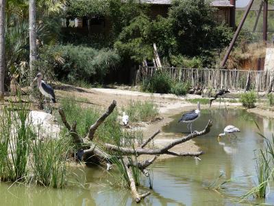 Marabout - Jabiru - Héron goliath - 2019