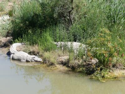 Alligator du Mississippi - 2019