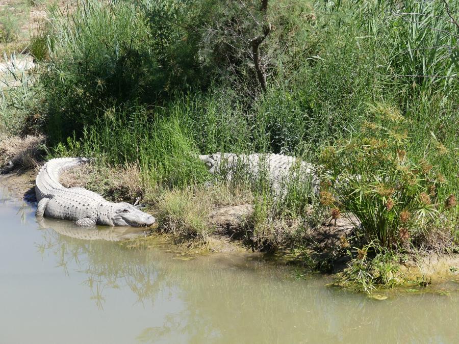 Alligator du Mississippi