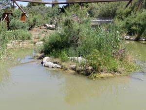 Alligator du Mississippi