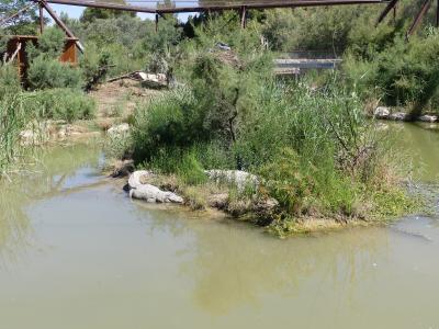 Alligator du Mississippi - 2019