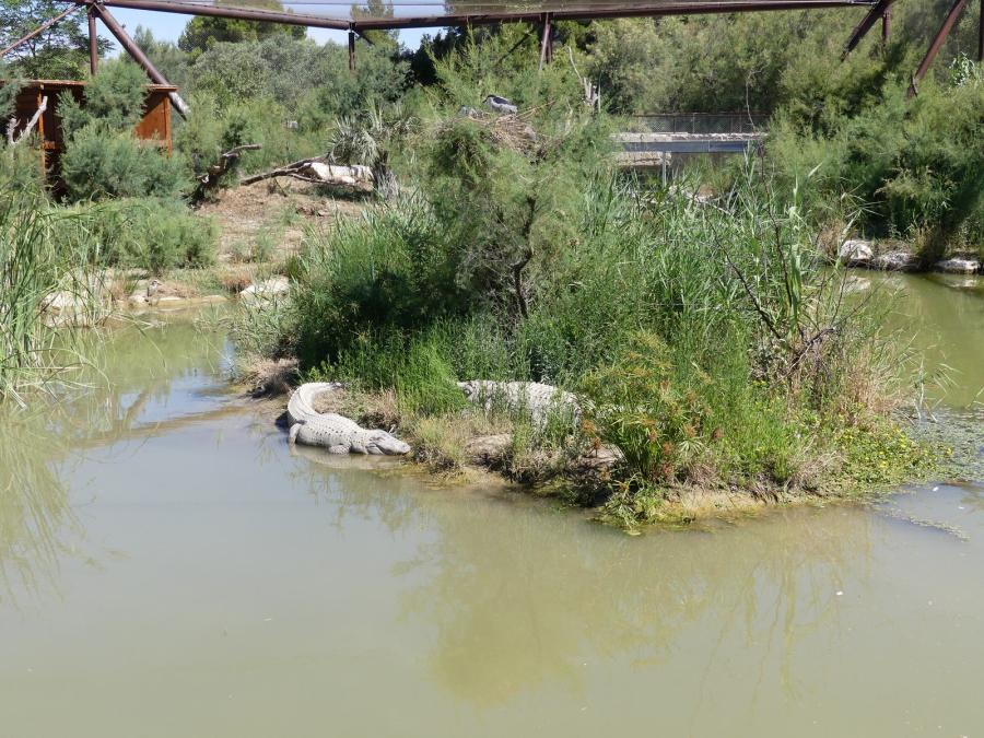 Alligator du Mississippi