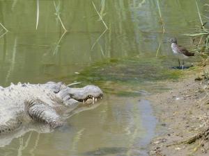 Alligator du Mississippi