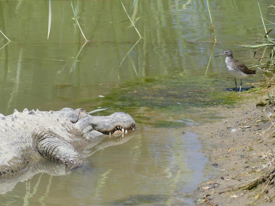 Alligator du Mississippi