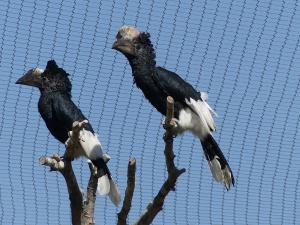 Calao à joues argent