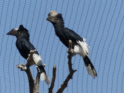 Calao à joues argent - 2019