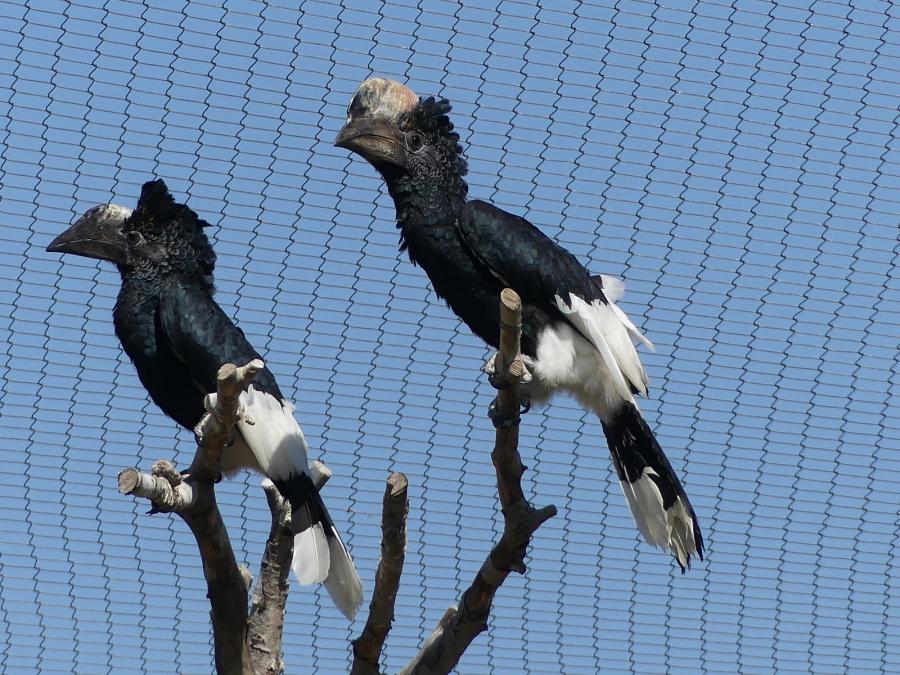 Calao à joues argent