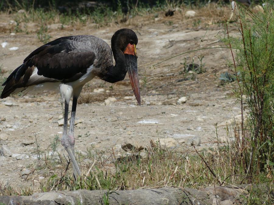 Jabiru d'Afrique