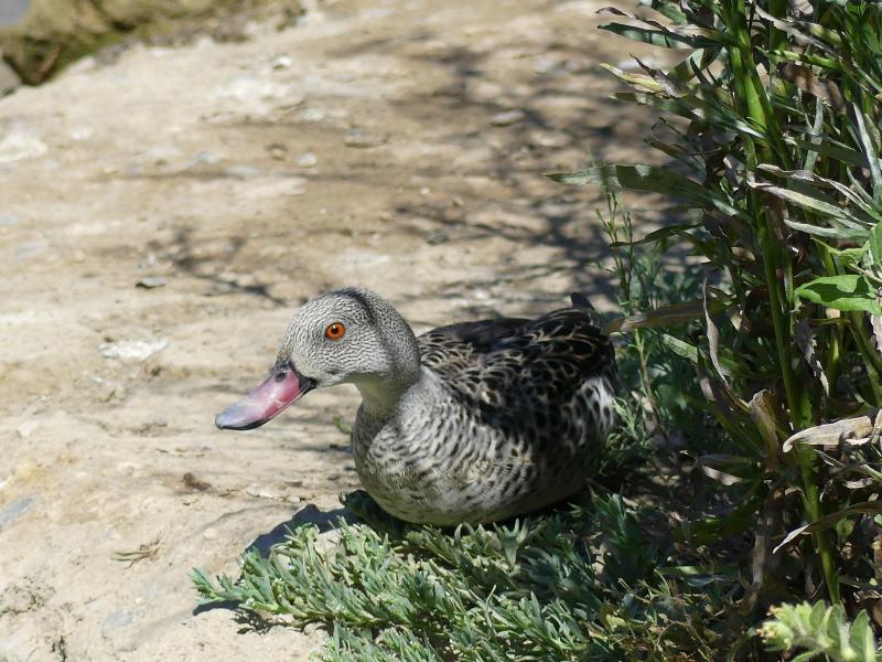 Sarcelle du Cap - 2019