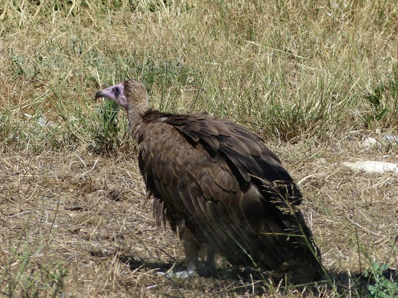 Vautour charognard - 2019