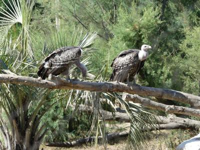 Vautour de Rüppell - 2019