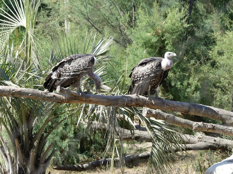 Vautour de Rüppell - 2019