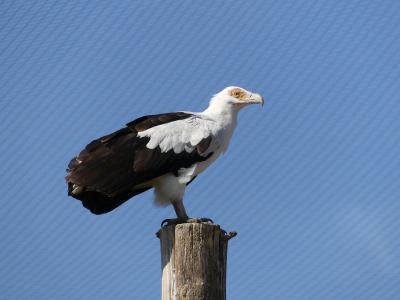 Vautour palmiste - 2019