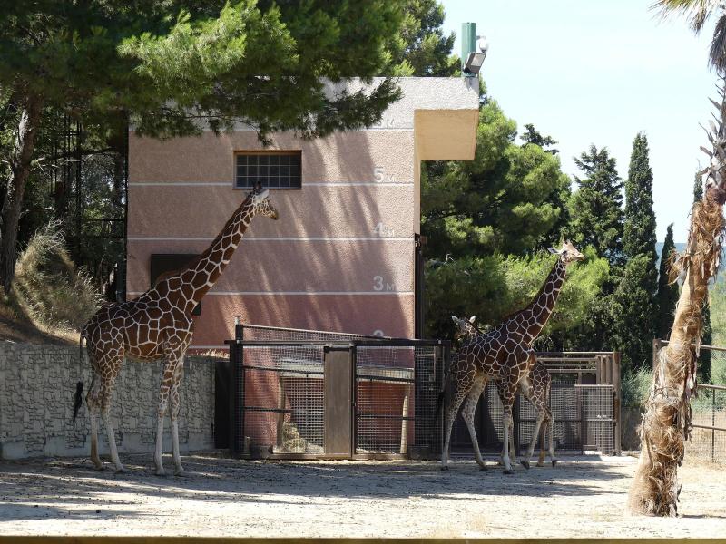 Girafe reticulée - 2019