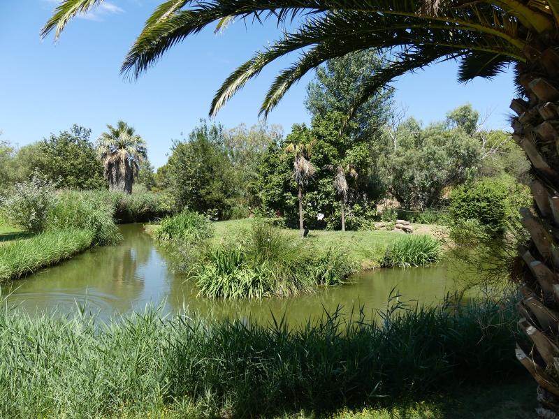 Saïmiri à tête noire