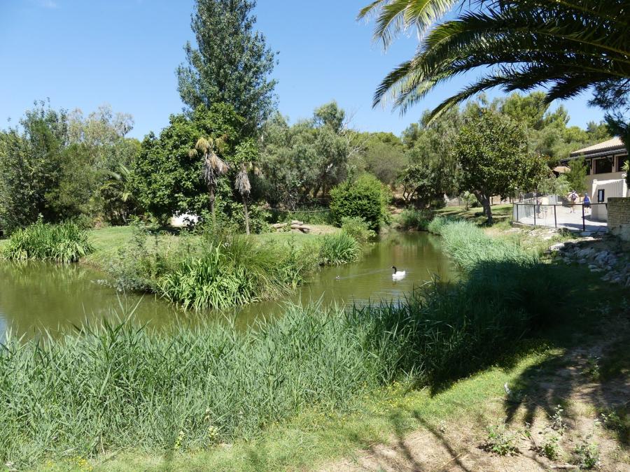 Saïmiri à tête noire